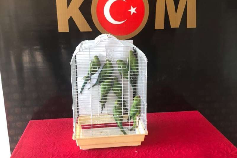 Gaziantep'te 8 Pakistan papağanı ele geçirildi Gaziantep'te 8 Pakistan papağanı ele geçirildi